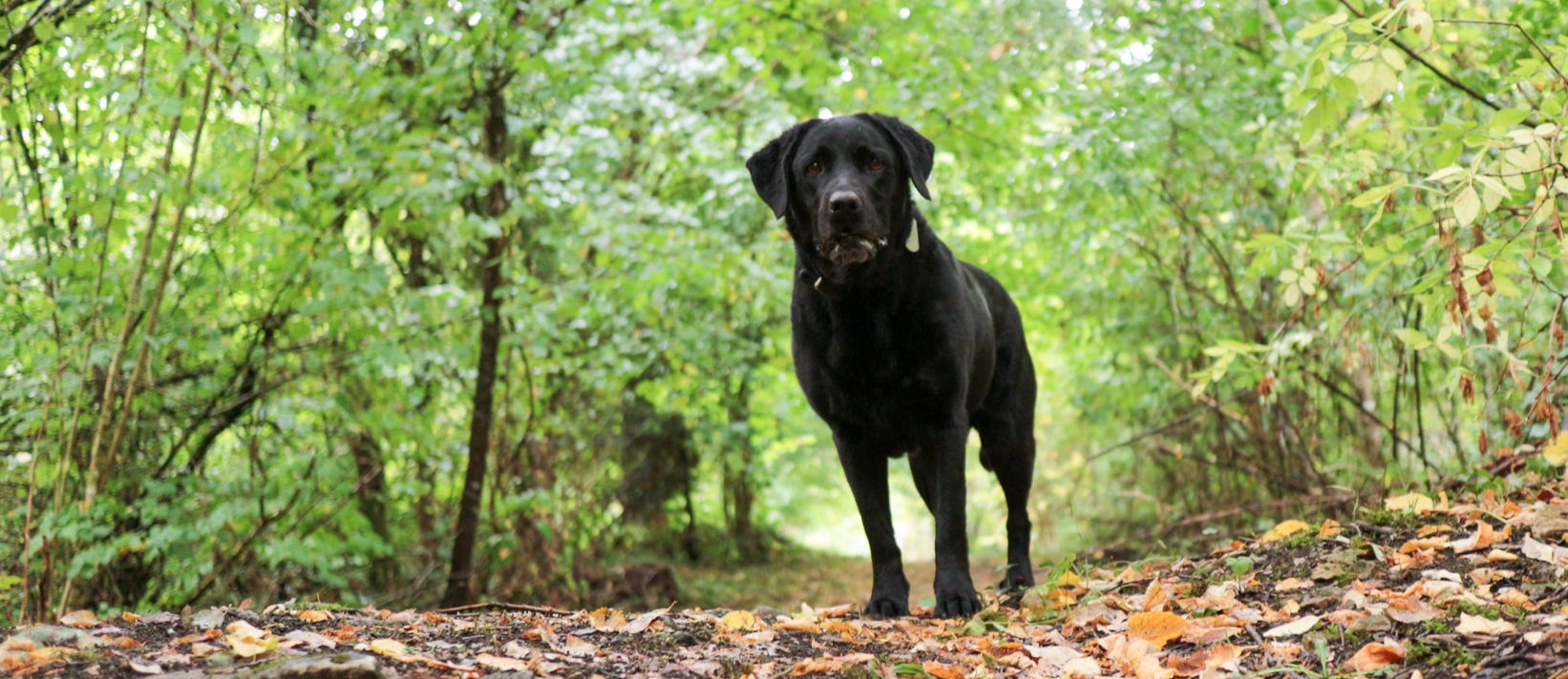 Cane nero in un bosco