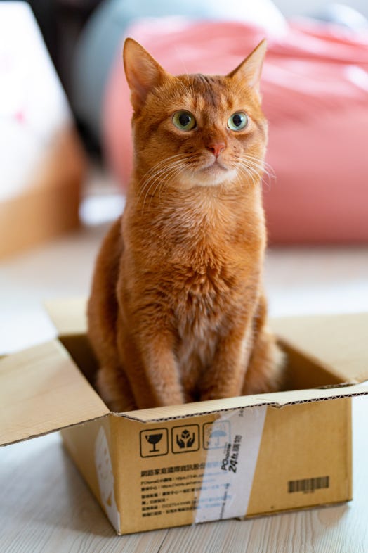Gatto seduto in una scatola